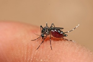 Read more about the article Secretaria da Saúde realiza capacitação sobre Zika Vírus e Febre do Chikungunya