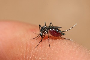 Read more about the article Prefeitura intensifica ações de combate à dengue durante o mês de maio
