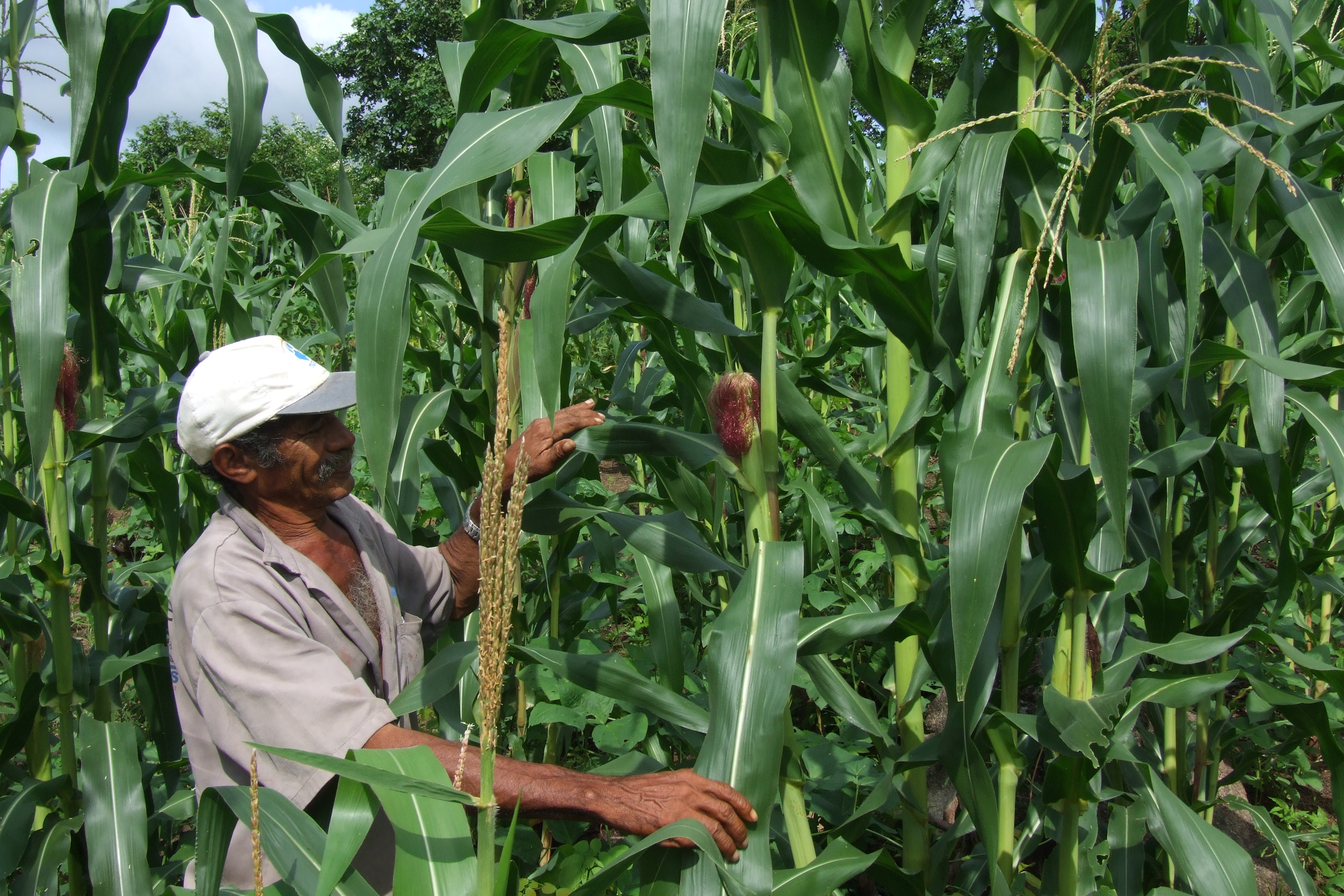 Você está visualizando atualmente Prefeitura de Maracanaú parabeniza os Agricultores Familiares do Município