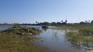 Leia mais sobre o artigo Prefeitura realiza limpeza da Lagoa de Maracanaú