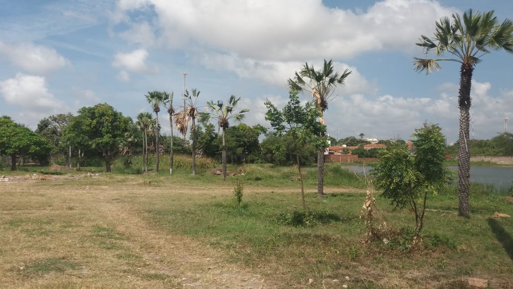 Você está visualizando atualmente Prefeitura realiza transplantio de carnaúbas em Maracanaú