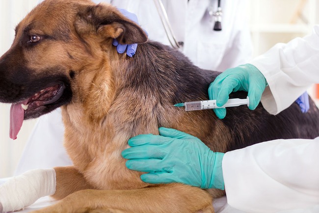 No momento, você está visualizando Secretaria da Saúde realiza Campanha Antirrábica Animal 2019