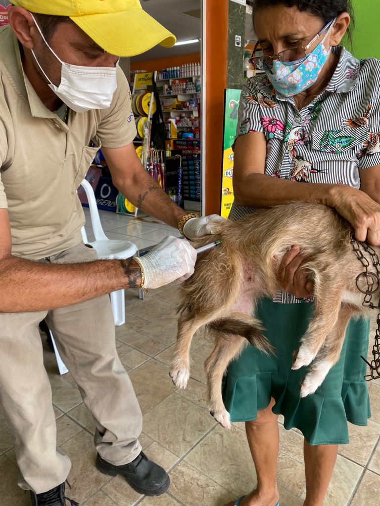 Leia mais sobre o artigo Coordenadoria de Bem-Estar Animal realiza ação solidária com atendimentos veterinários