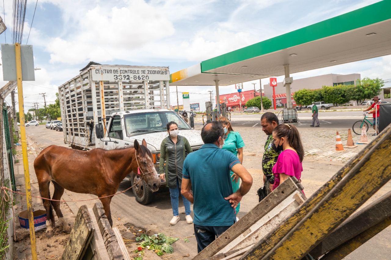 Você está visualizando atualmente Prefeitura intensifica fiscalização a animais de grande porte solto nas ruas