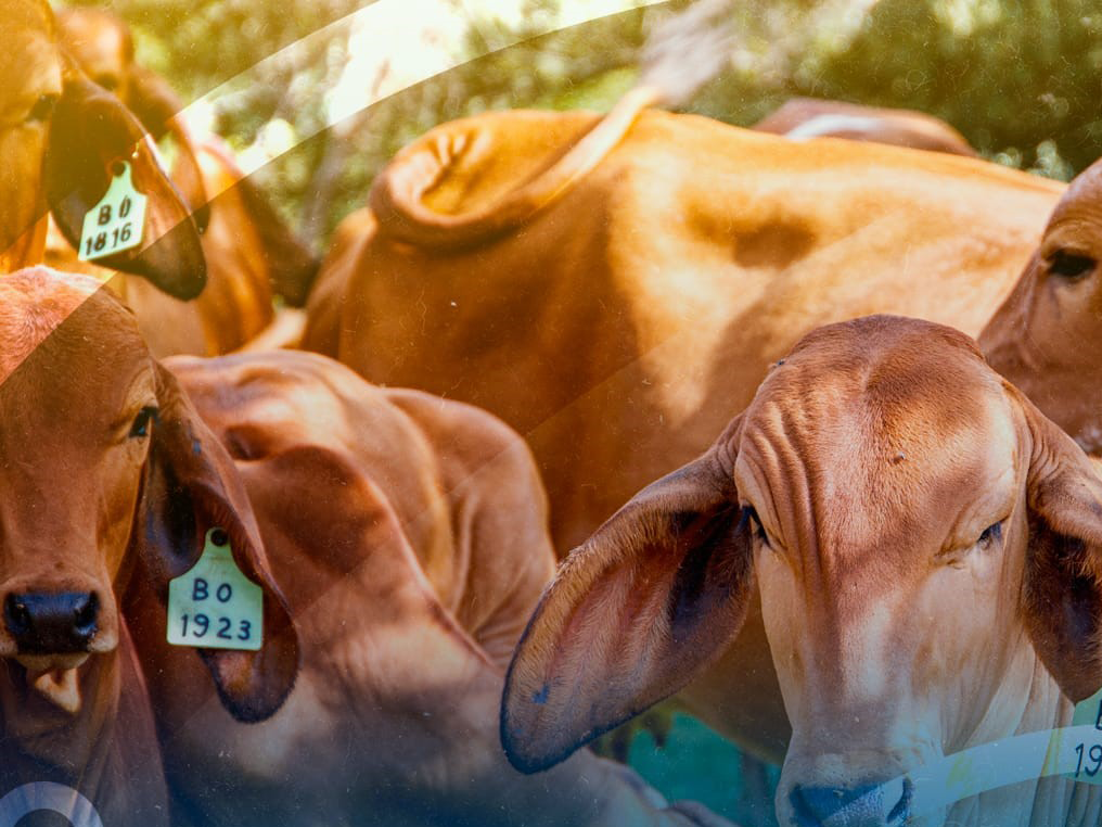 Você está visualizando atualmente Maracanaú receberá Programa Pecuária Brasil