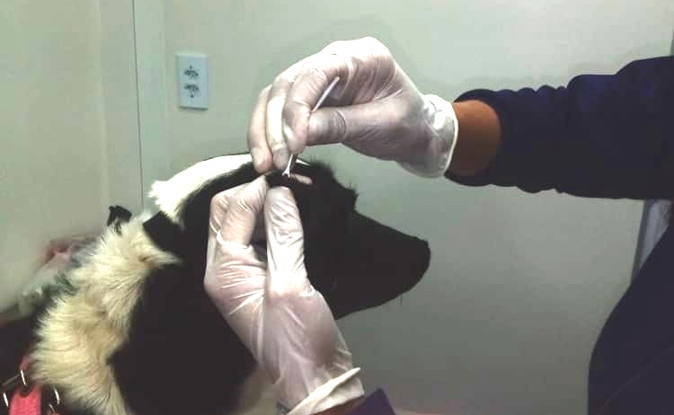Read more about the article Prefeitura realiza gratuitamente teste para detectar Leishmaniose em cães