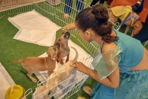 Leia mais sobre o artigo Prefeitura realiza evento de adoção responsável para que animais resgatados encontrem um novo lar