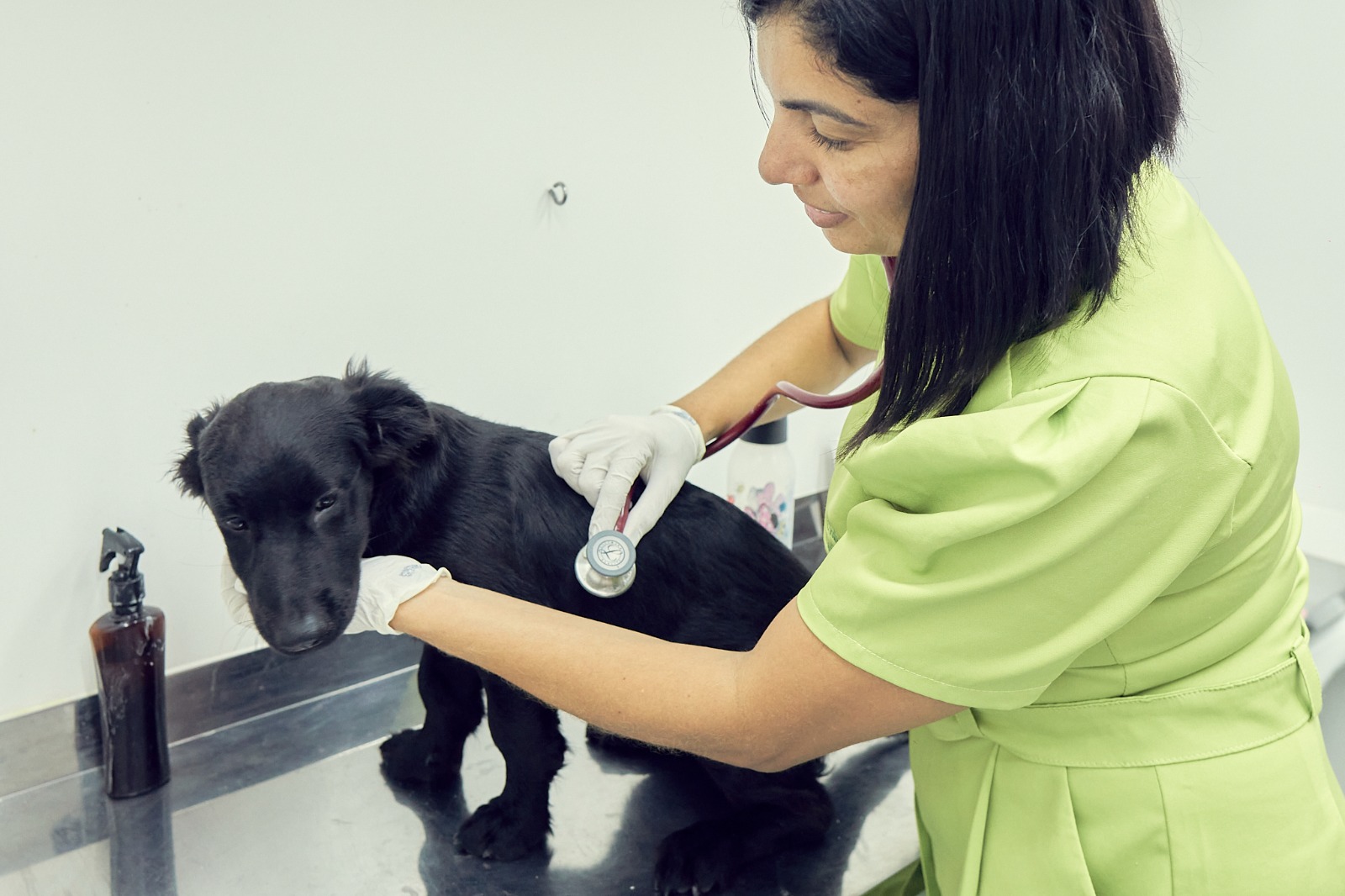 No momento, você está visualizando Prefeitura disponibiliza exames gratuitos para os pets dos protetores e tutores do município